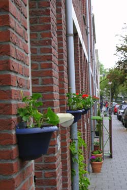 foto plantjes in de straat